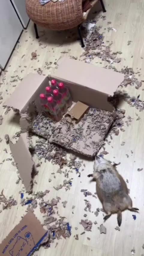 When you work very hard you deserve a nap