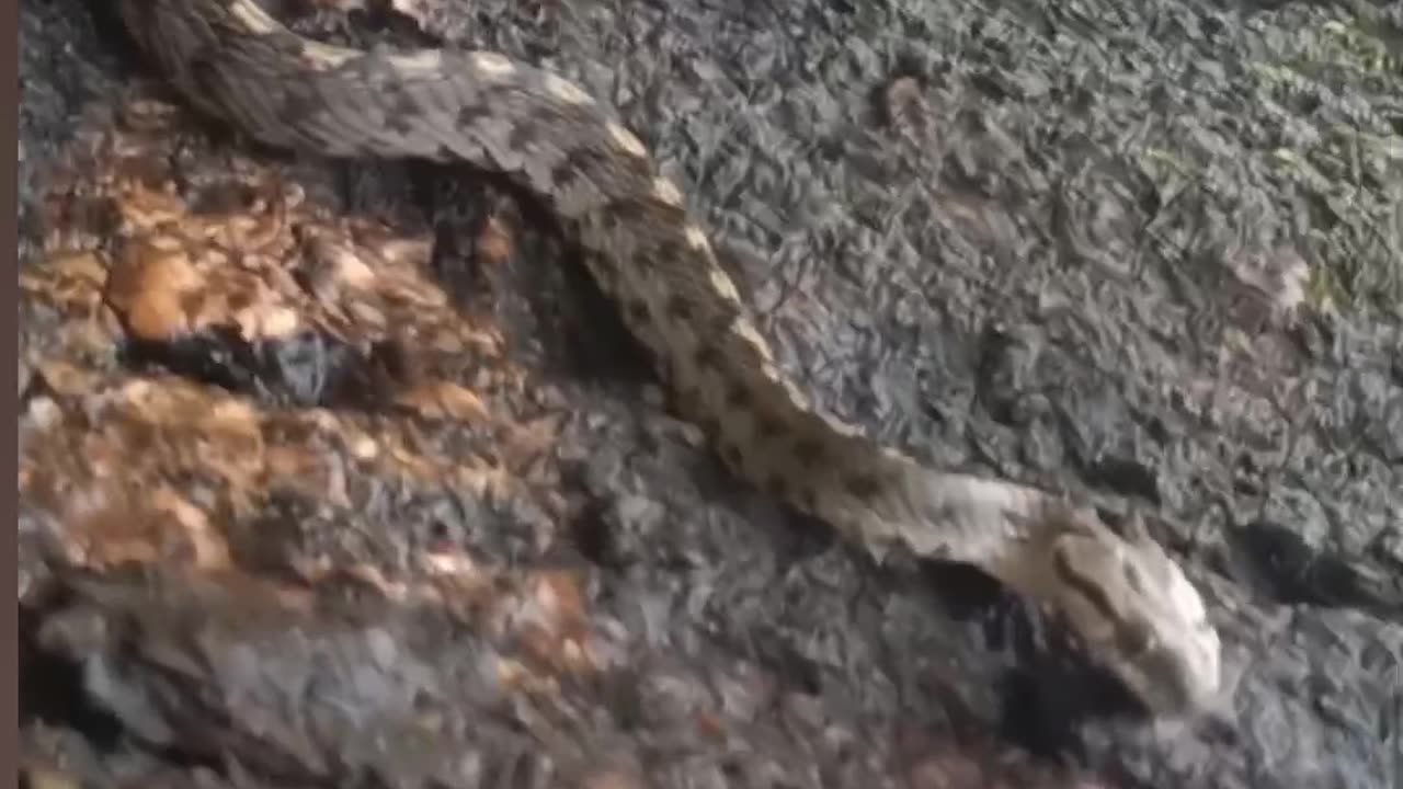 Rare Himalayan cat snake on tree