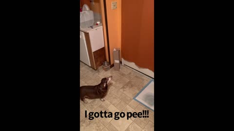 I gotta go PEE!