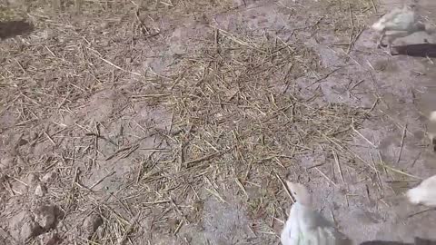 Breeding my turkey at home Baby Ladand white French