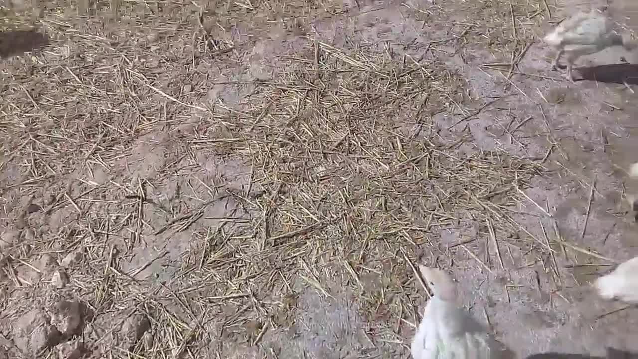 Breeding my turkey at home Baby Ladand white French