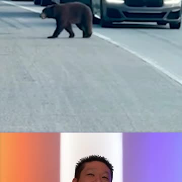 This City's Nature Bridge Don't Seem To Be Working. Or Are They?