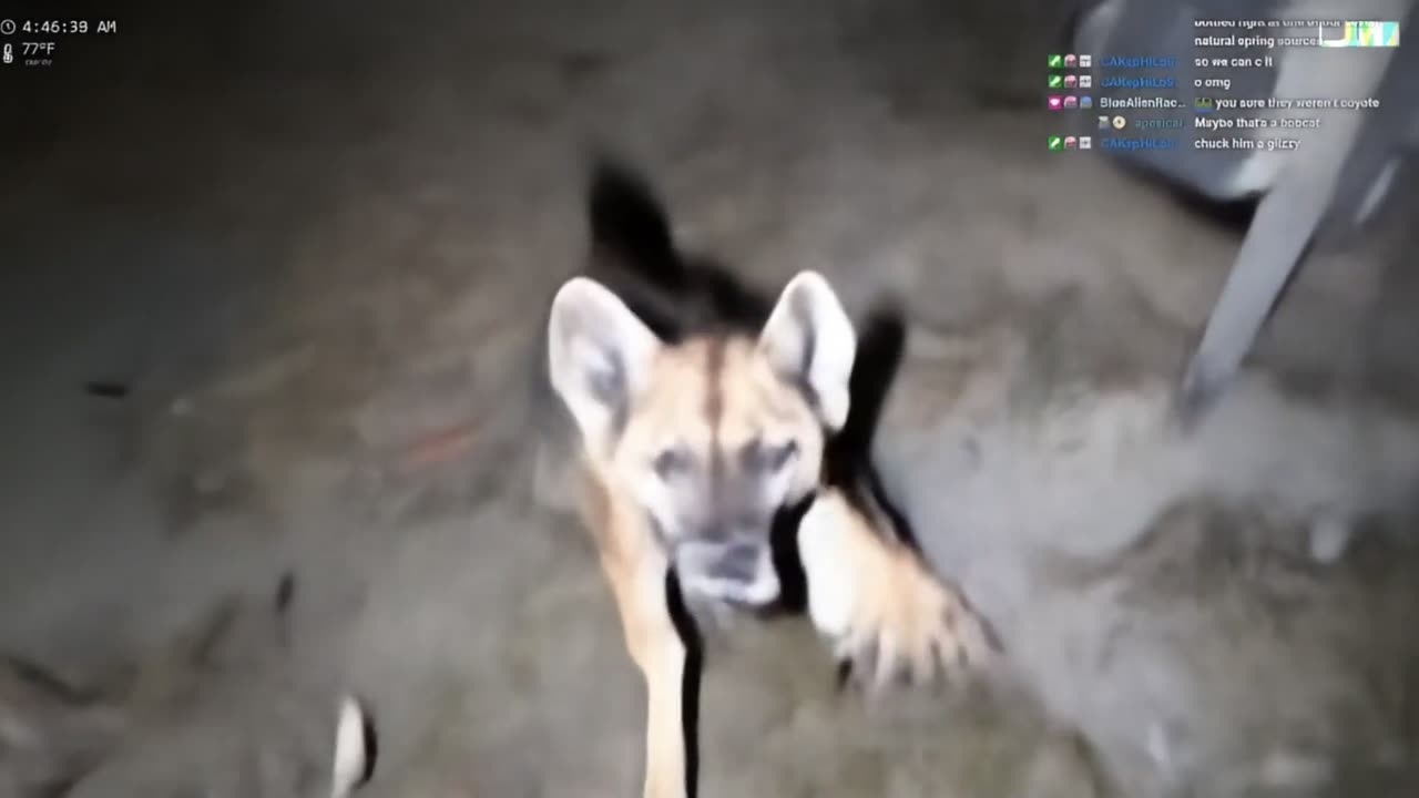 Streamer Attacked by Animal