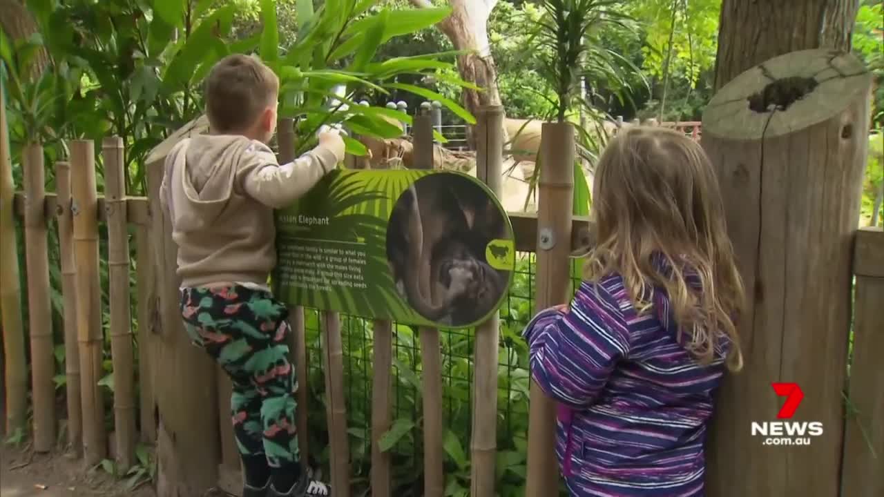 Melbourne Zoo welcomes the birth of Asian elephant calf _ 7NEWS