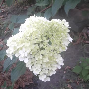 Hydrangea