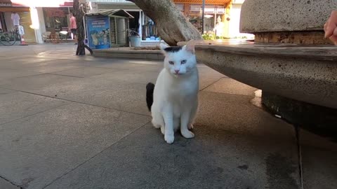 Odd eyed cat has an amazing beauty