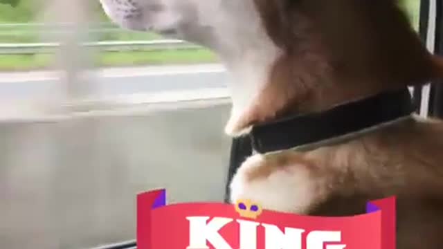 King likes to go for a ride