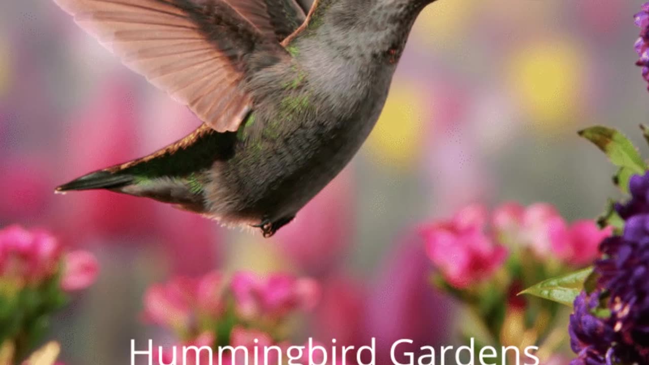 Hummingbird Garden Smithsburg Maryland Landscape Company