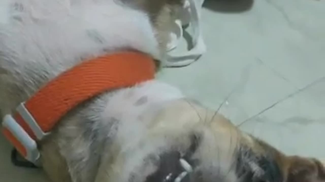 This Doggie Dislikes Her Shirt