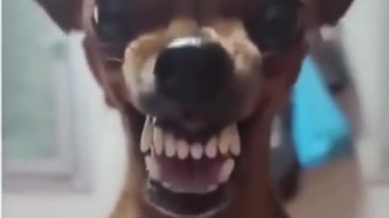 funny dog