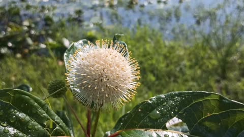 Sugar Shack Buttonbush