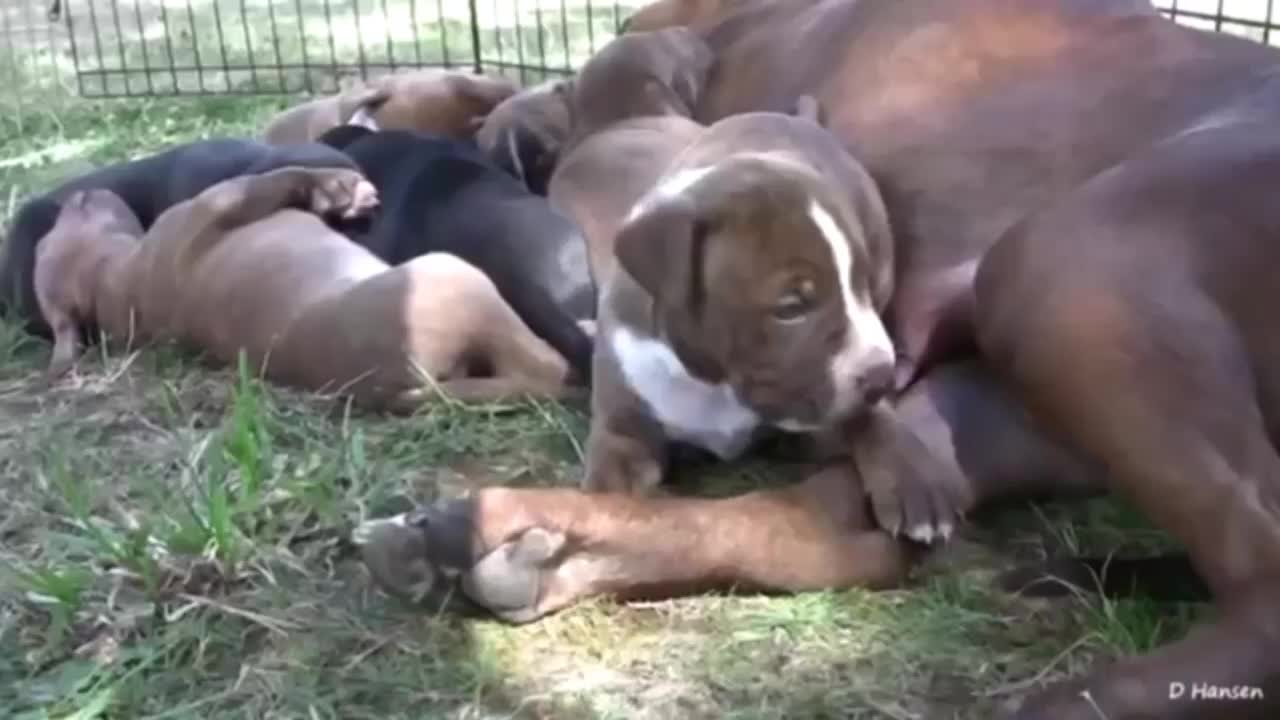 Adorable Pit Bull 😅 and cute six beautiful puppies 🤗