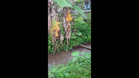 wild boar into residential areas