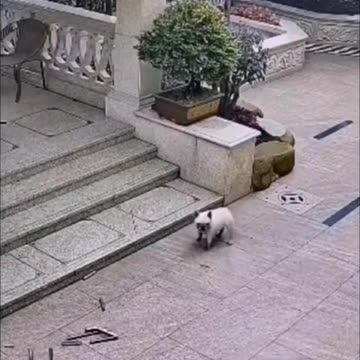 Funniest Dog😂#shorts#funniest#dogvideo#reels#viral#trending@AvizoSolo