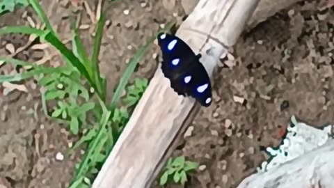 Butterfly 🦋 beautiful 😍