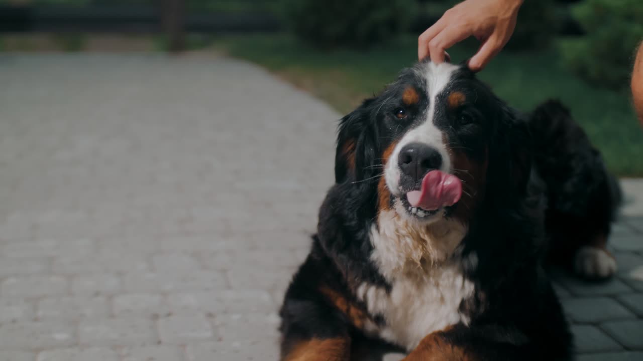 The dog's owner is petting him because the dog has caught a theif (new dog video)2023