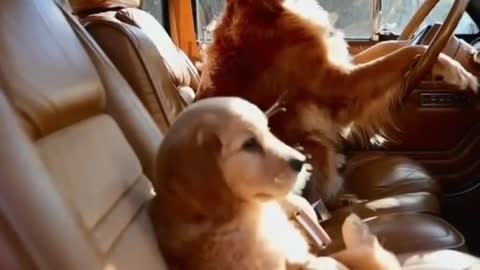 Would you go for a ride with these doggies?