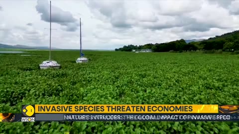 Climate change fuels the invasion of alien species | World Latest News | WION