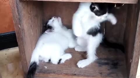 cute kitten playing with his brother's tail