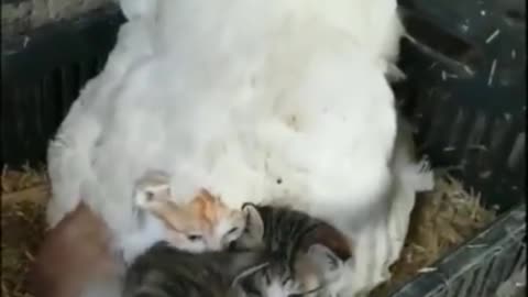 Chickened cats