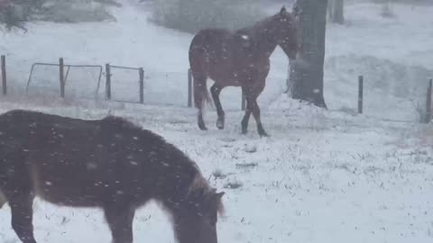 Snowfall Fun