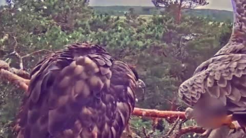 9 of the best moments of an eagle preying on game