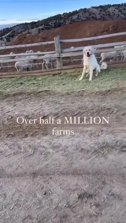 US farmers lost over half a million farms, gone!!! What for???