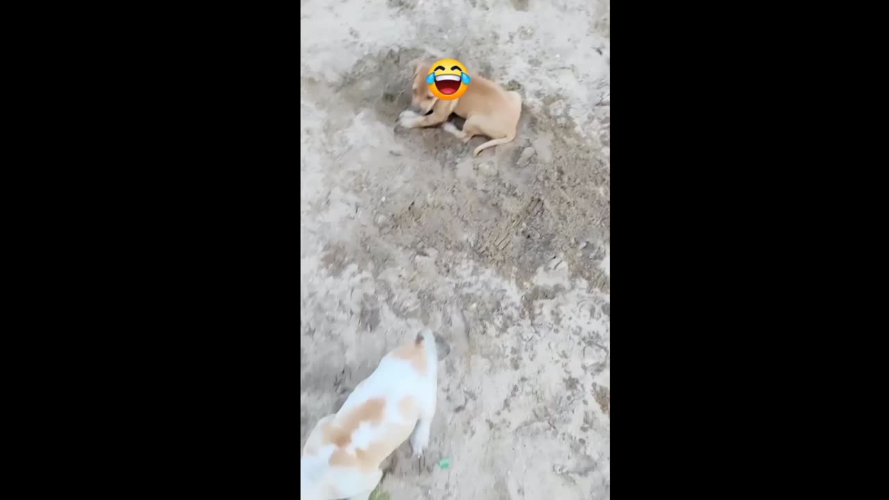 Dogs run and playing