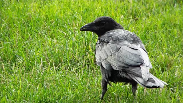 Black Crow & Squirrel