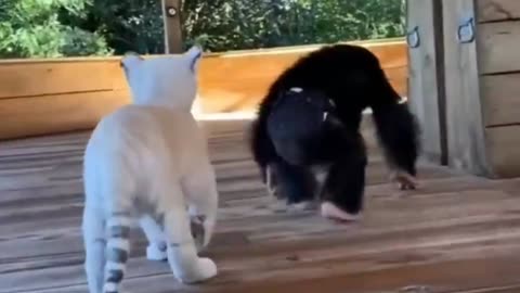 FUNNY CAT 😂 ANIMAL PRANK VIDEO 📸 CAT 😍😍