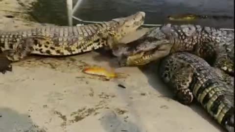 The crocodile saves a fish