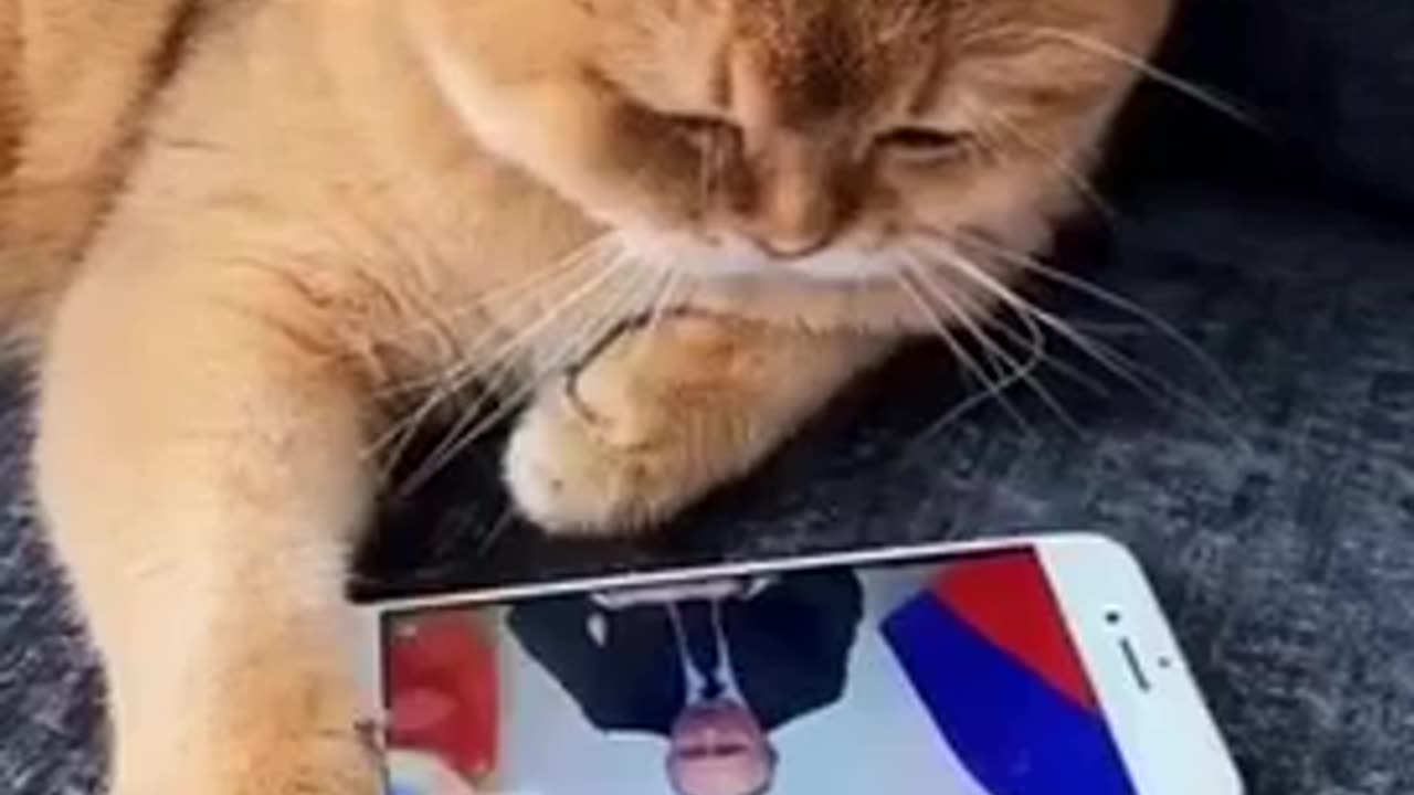 Russian Cat watching President Putin Speech,😍