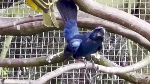 Azulão - ultramarine grosbeak male singing