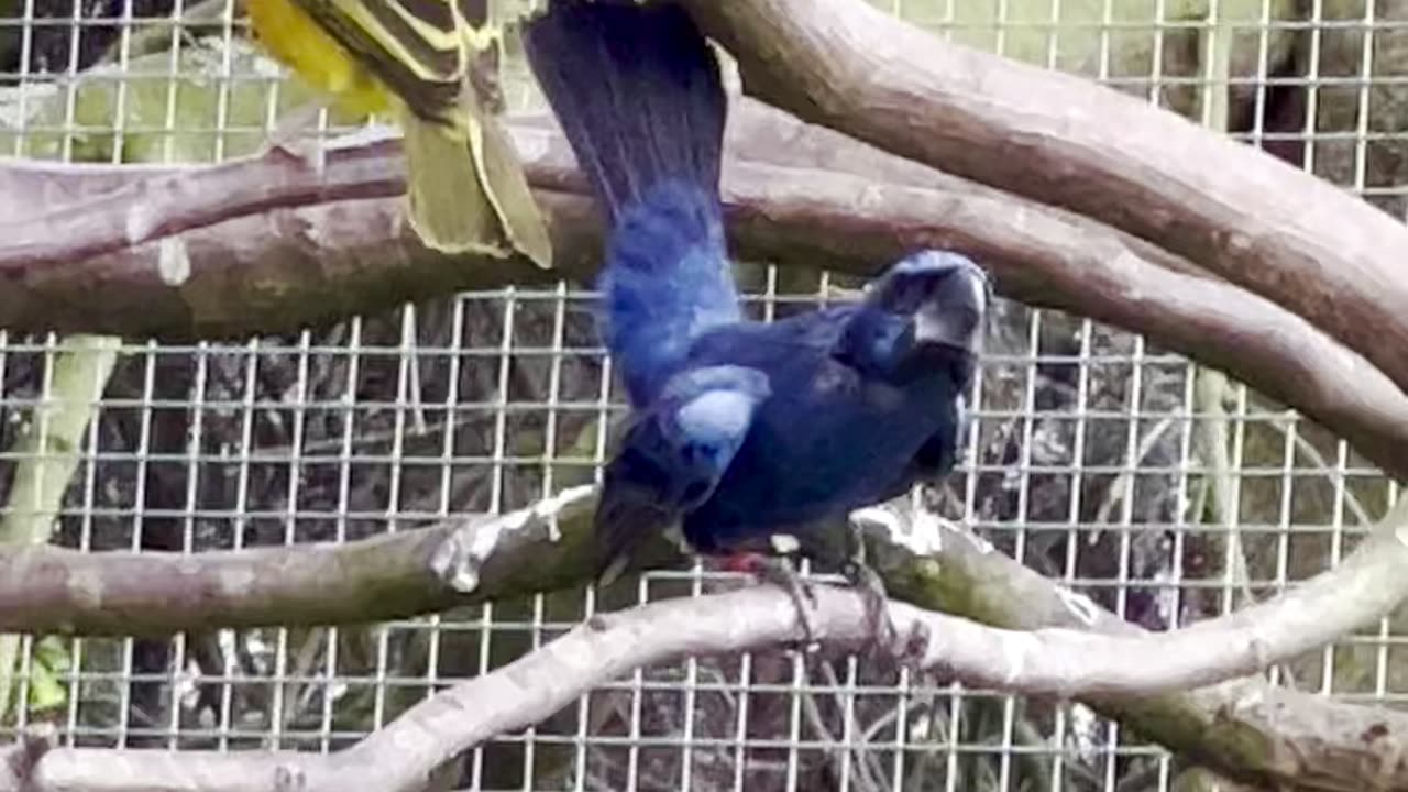 Azulão - ultramarine grosbeak male singing