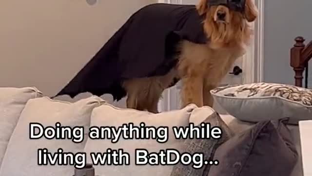 BATDOG🤣