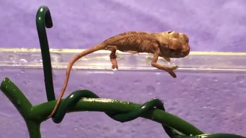 1 Day Old Baby Chameleon SMILES AND BLOWS BUBBLE!!!