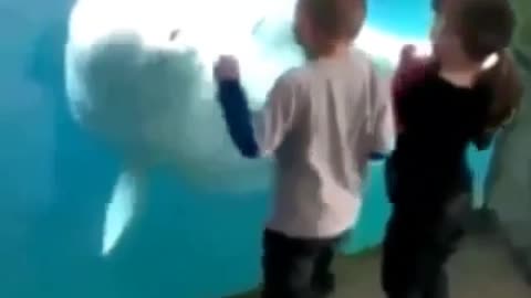 Dolphins and children