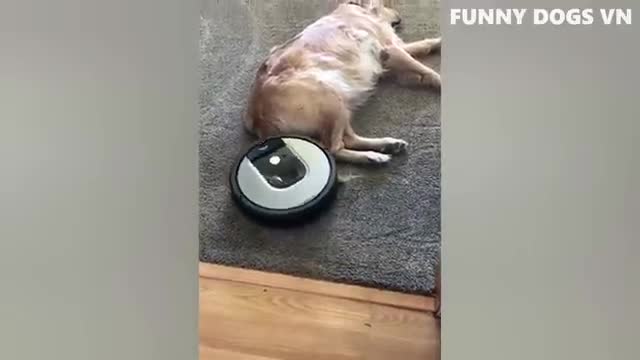 Funny Animal Videos - Funny Dogs and Cats - Don't Laugh at Animals 2022