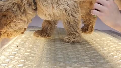 Little puppy gives me hugs during his first bath