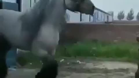 Beast Of A Horse