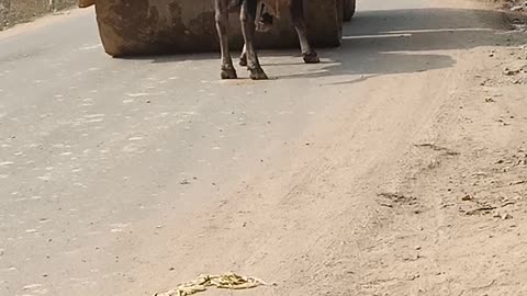 Bull Attacked On Road Roller