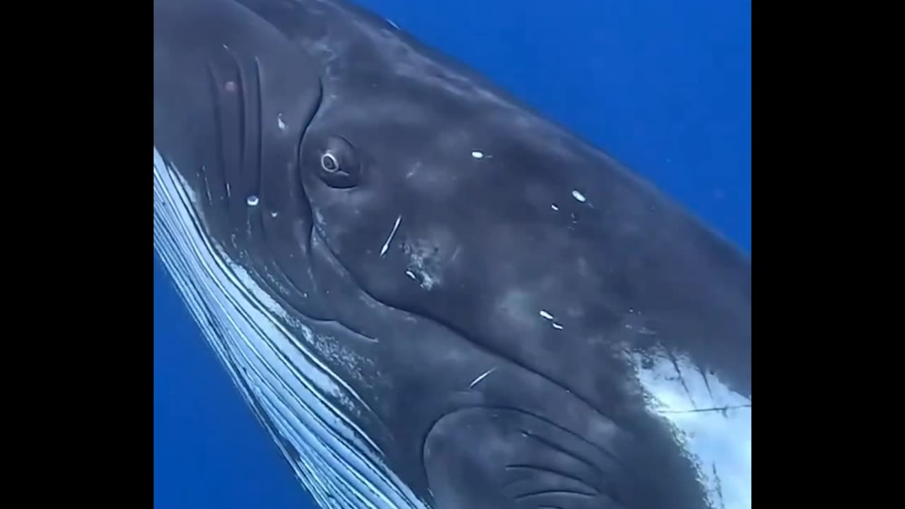 wow Big Whale 🥰😍