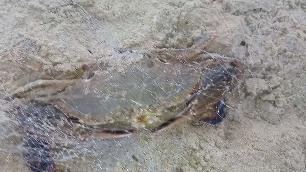 Freshly cought Indian crabs