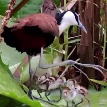 How ducklings are made 🤣