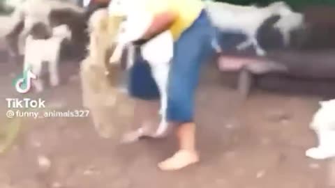 Funny Animals Video.