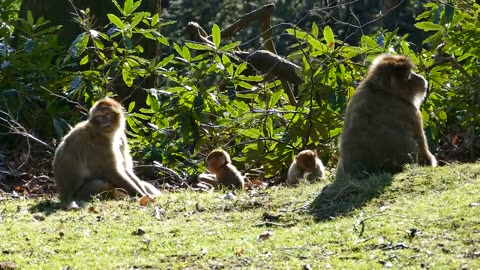 Monkey s family are in rest mood in beautiful green area