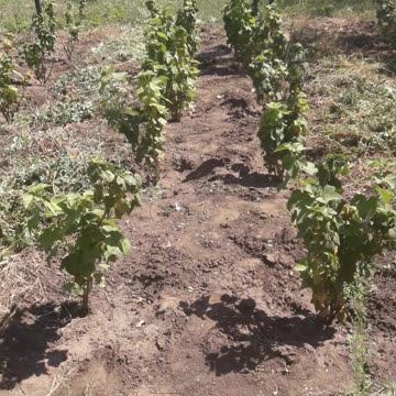 Currant bushes close