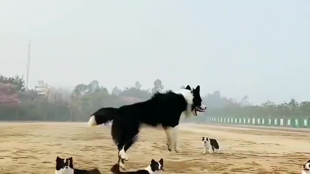 How dogs play with ballon