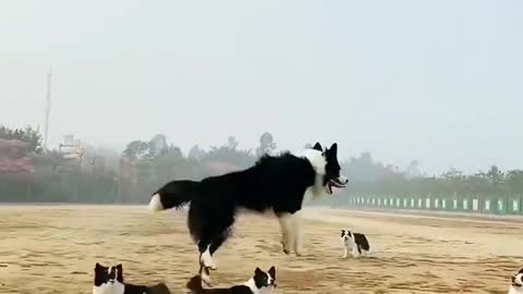 How dogs play with ballon