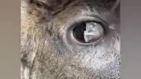 Deer is blind from lack of pollution